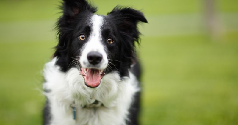 Border Collie