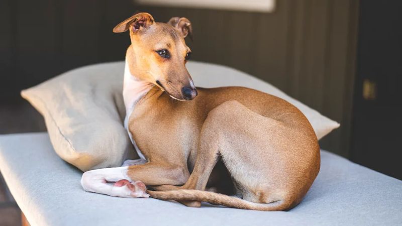 Italian Greyhound
