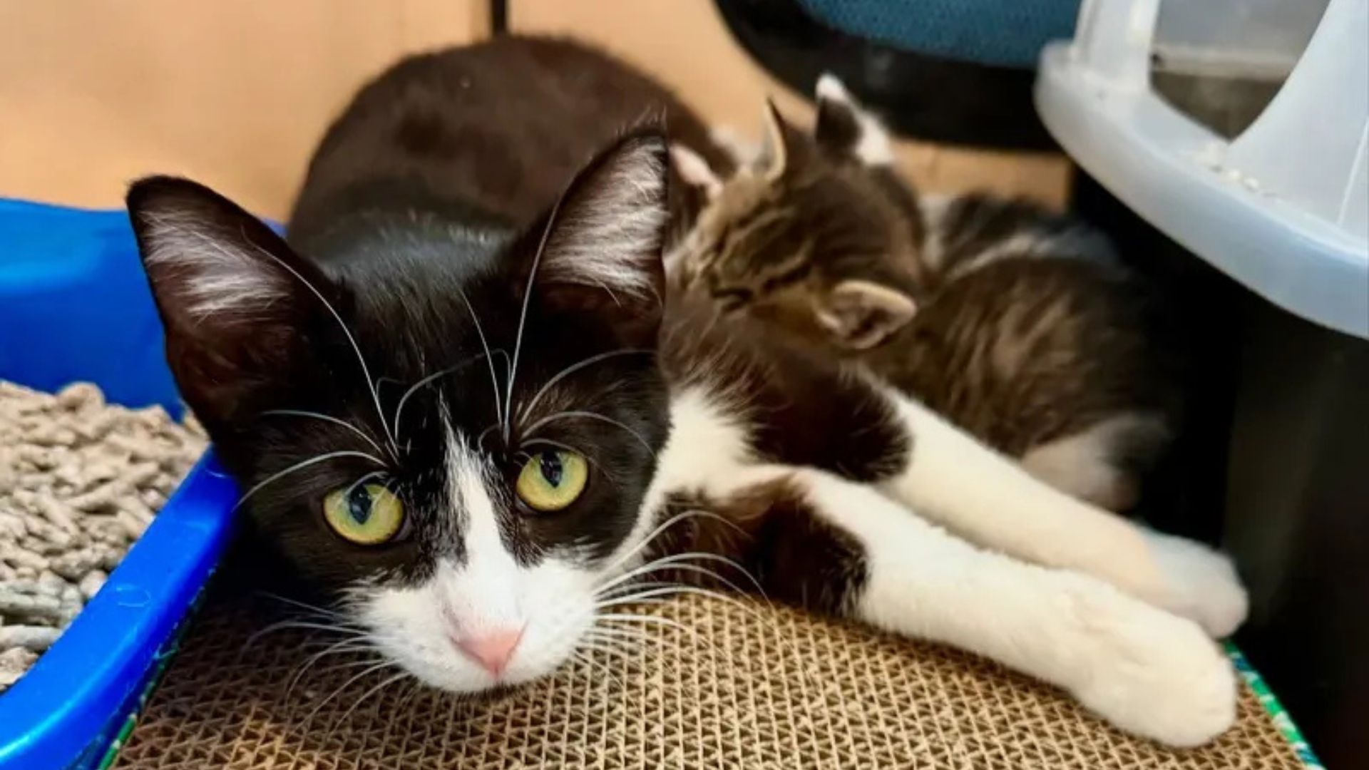mother cat
