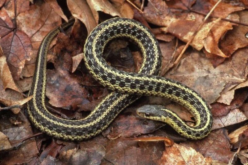 Connecticut – Eastern Rat Snake