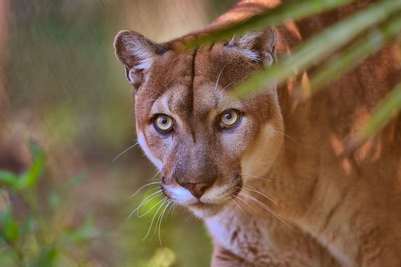 Florida – Florida Panther