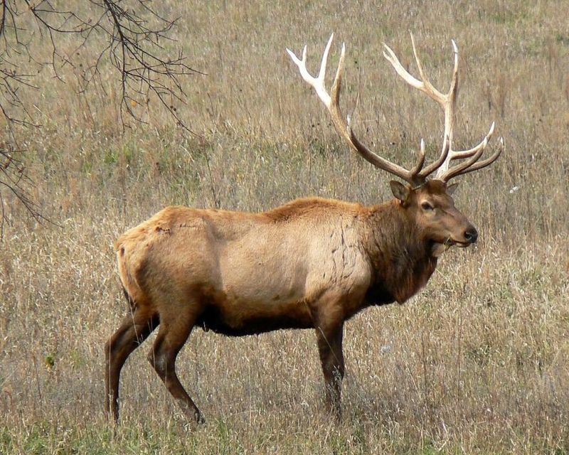 Montana