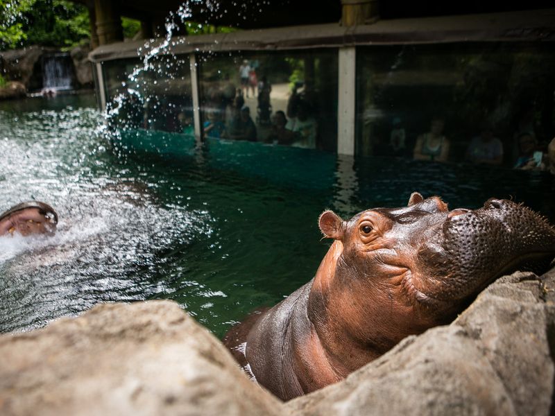 Cincinnati Zoo And Botanical Garden – Cincinnati, OH