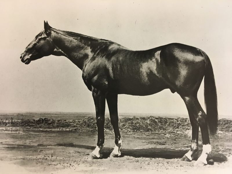 Lexington, The Blind Wonder Horse
