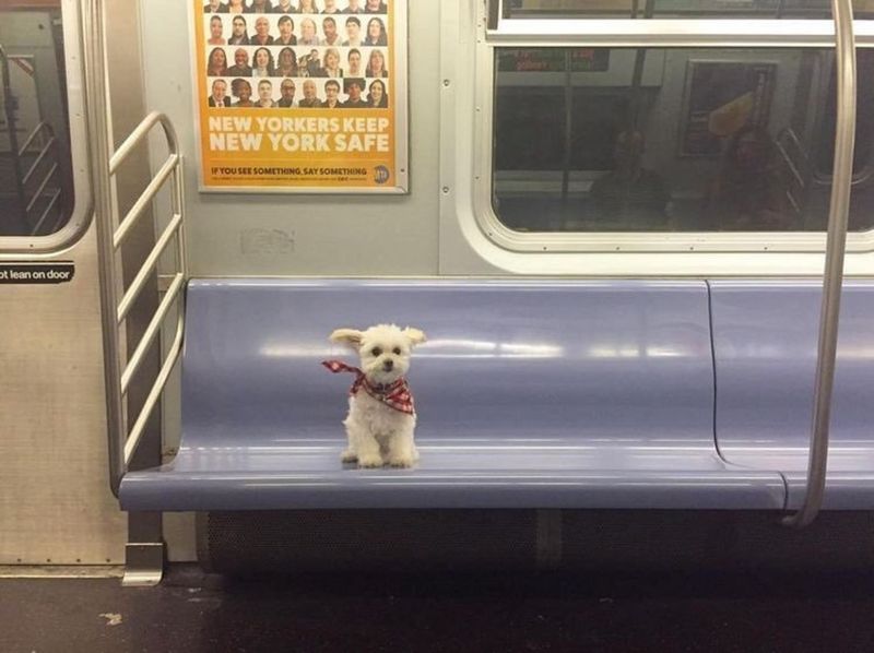 Enjoys Riding The Subway