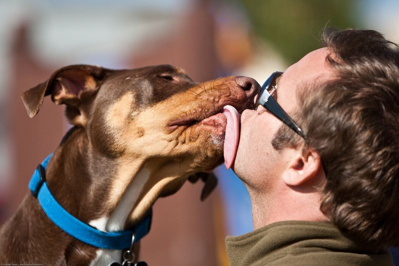 Licking Your Face Or Hands Gently