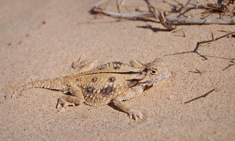 Habitat