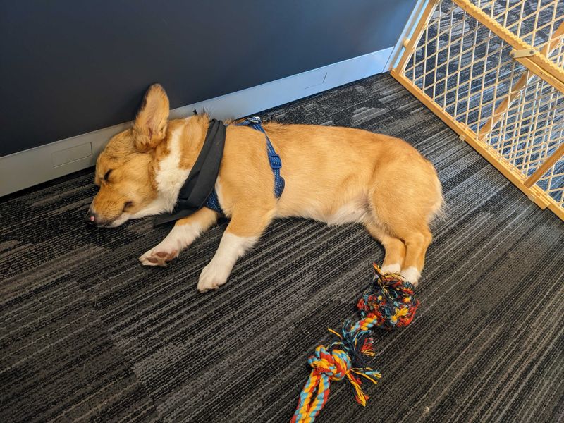 Pet-Friendly Workplaces