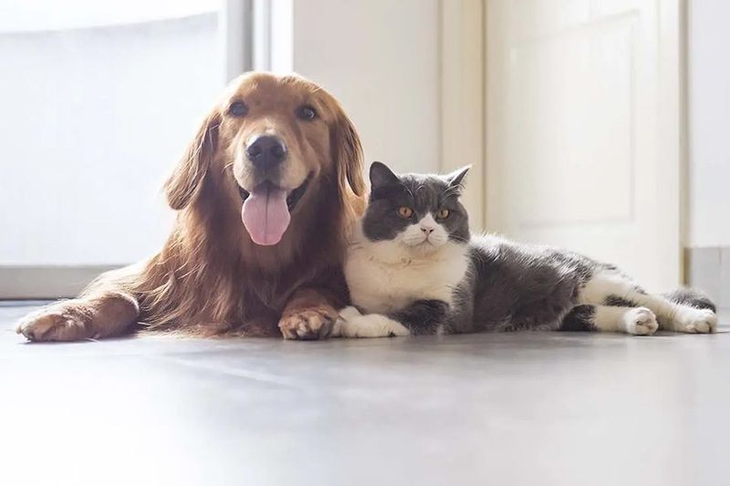 Availability Of Pet Insurance