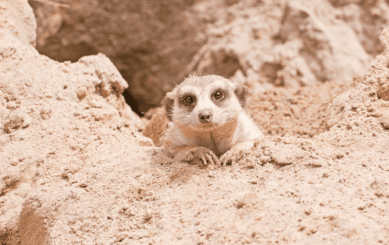 Shared Burrowing