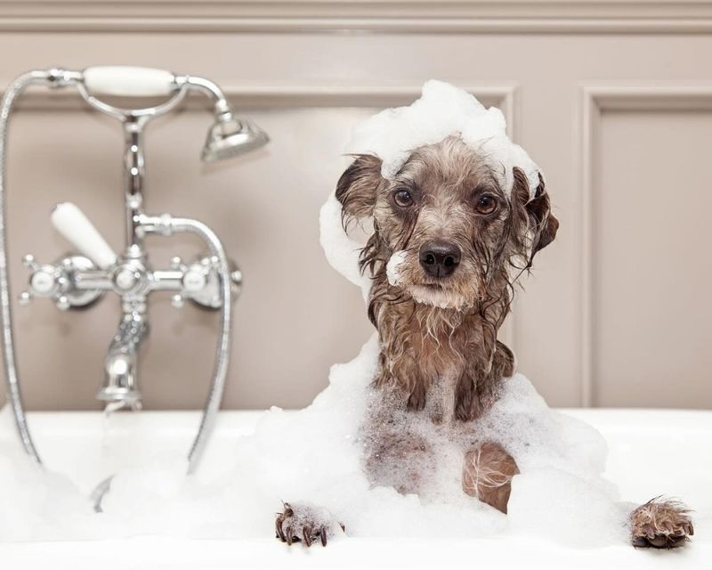 Sustainable Pet Grooming