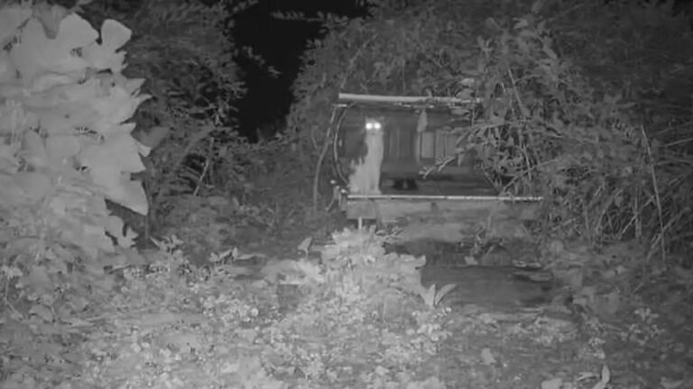 cat recorded on night camera