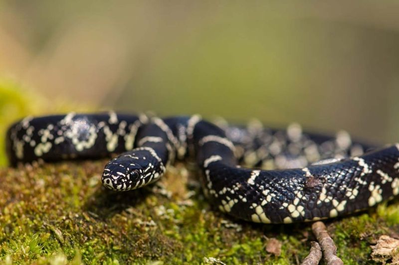 Delaware – Eastern Kingsnake