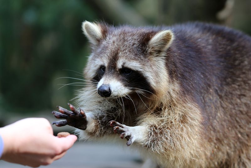 Challenges Of Keeping A Raccoon As A Pet