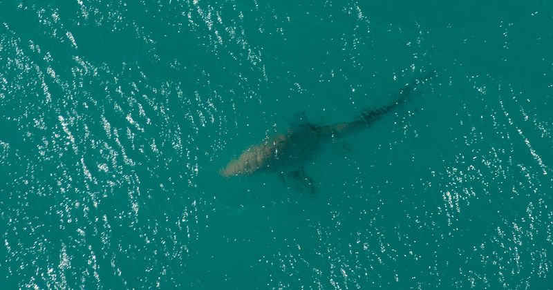 Technology's Role In Shark Monitoring