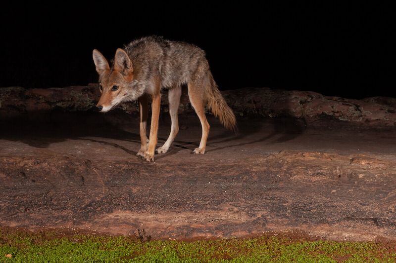 Avoid Walking Pets Alone At Night