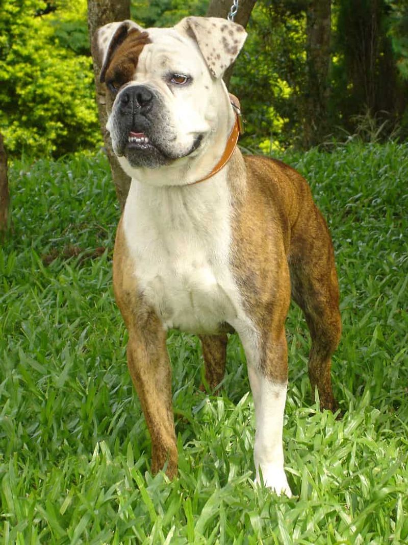 Serrano Bulldog