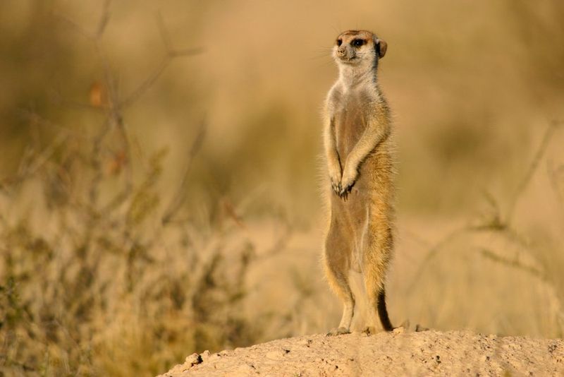 Sentry Duty