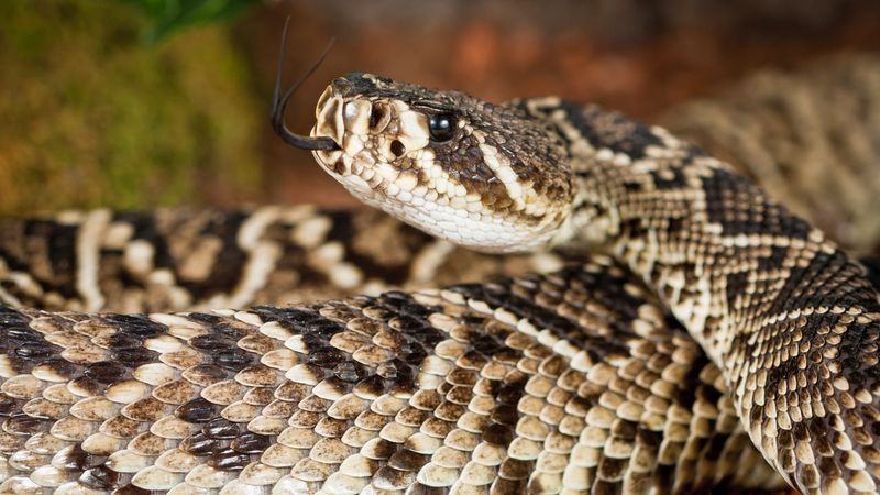 Eastern Diamondback Rattlesnake