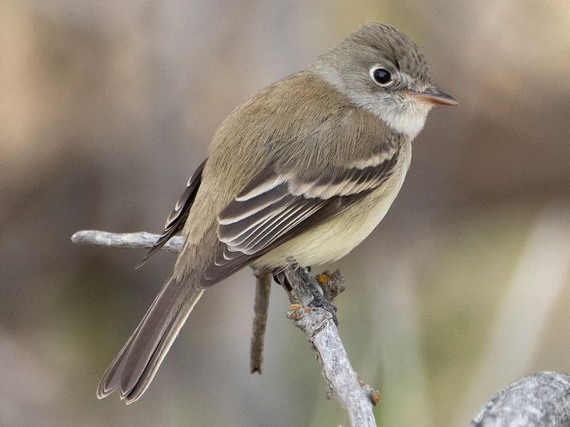 Least Flycatcher (Empidonax minimus)