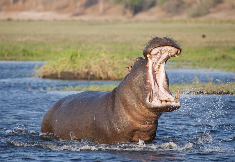Hippos
