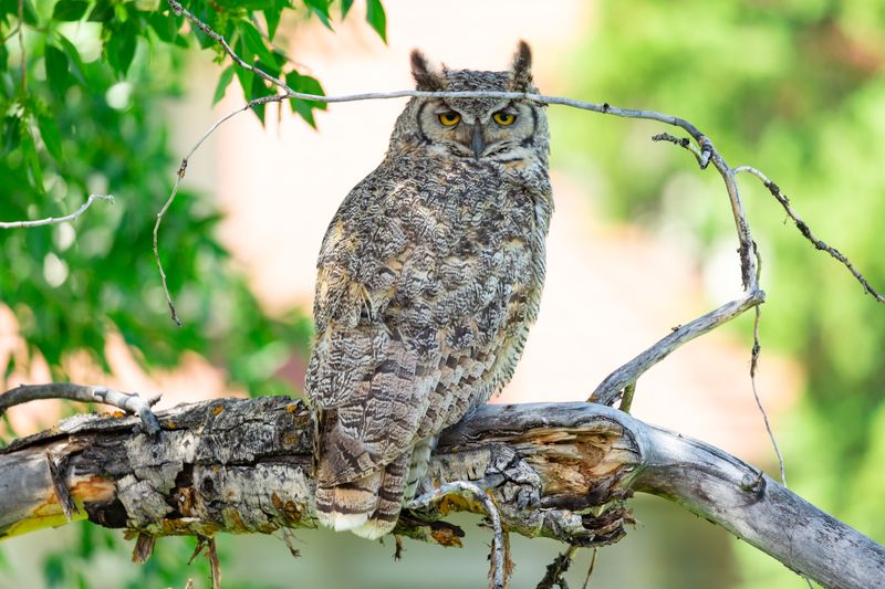Great Horned Owl