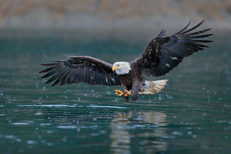Bald Eagle