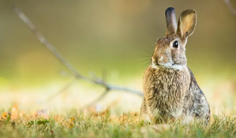 Rabbit: The Fertile Creator
