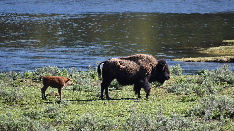 American Bison