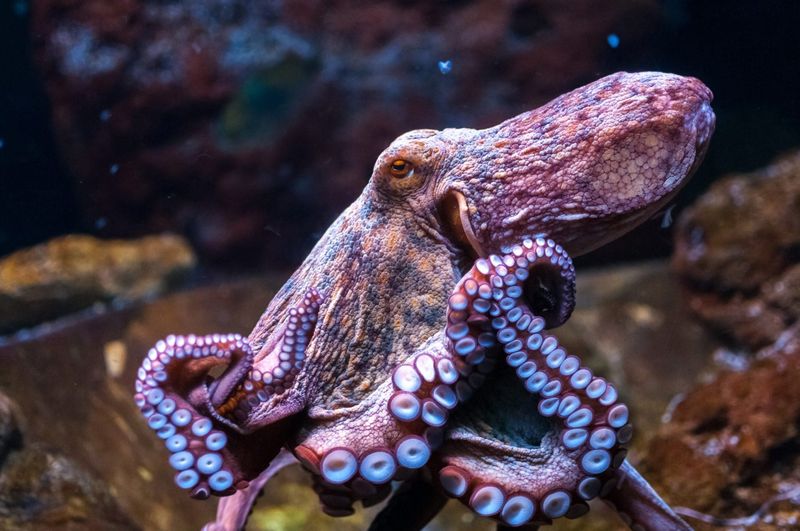 Octopuses