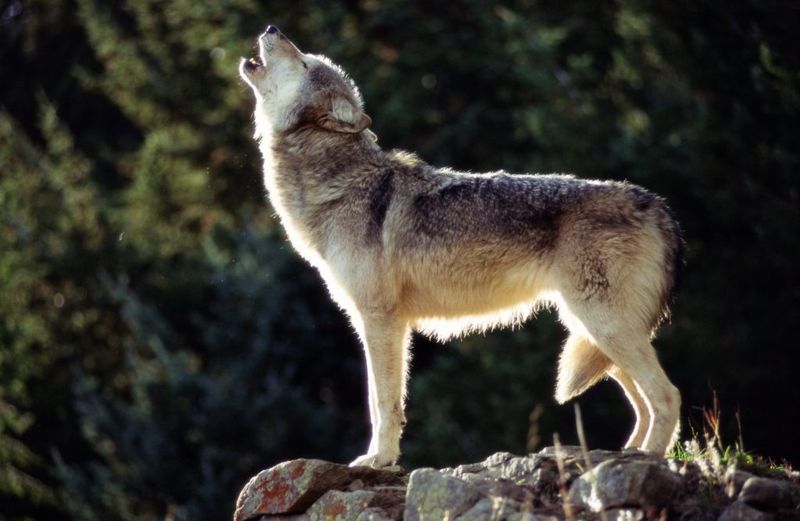 The Role Of Legal Hunting In Poaching Rates