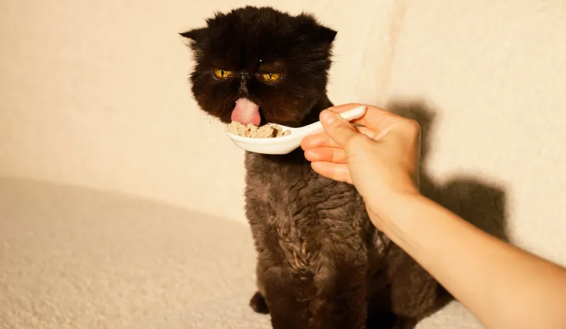 Gourmet Cat Food And Treats