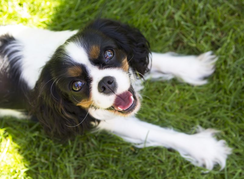 Cavalier King Charles Spaniel