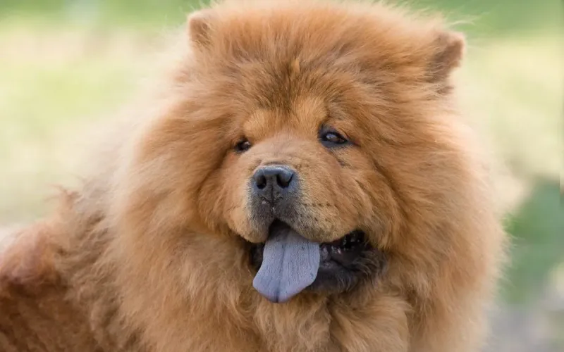Chow Chow – Fluffy Exterior, Challenging Temperament