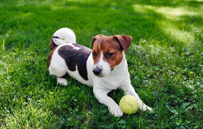 Jack Russell Terrier