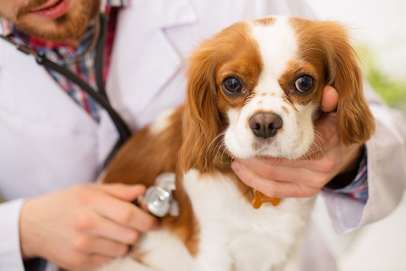 Cavalier King Charles Spaniels Battle Heart Disease