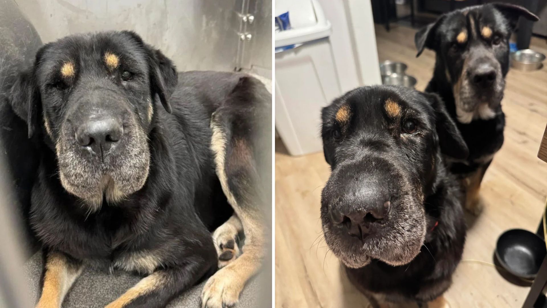 shelter dog