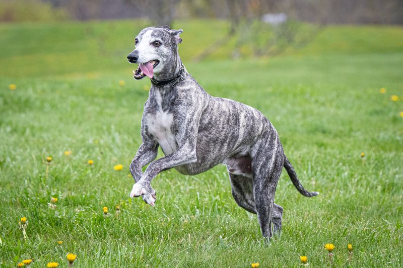 Whippets Race Through Hot Days With Ease