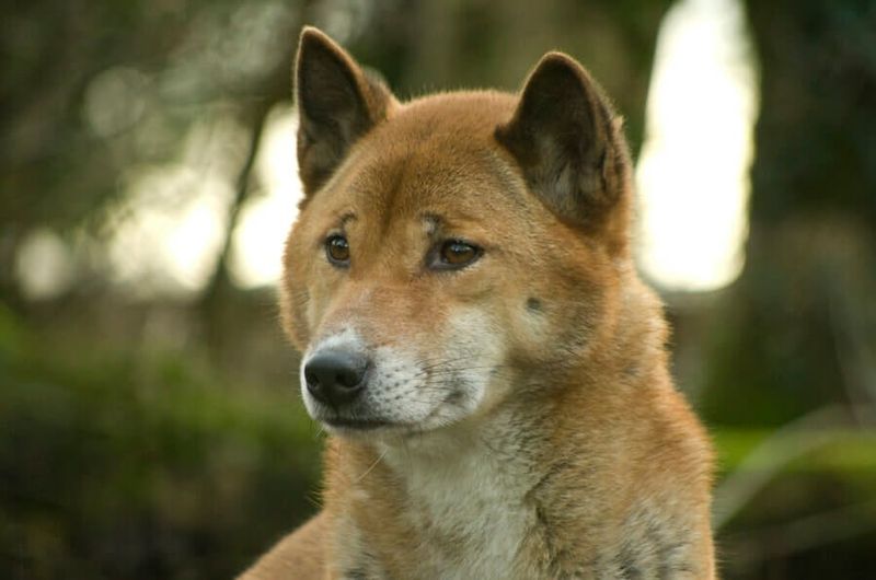 New Guinea Singing Dog