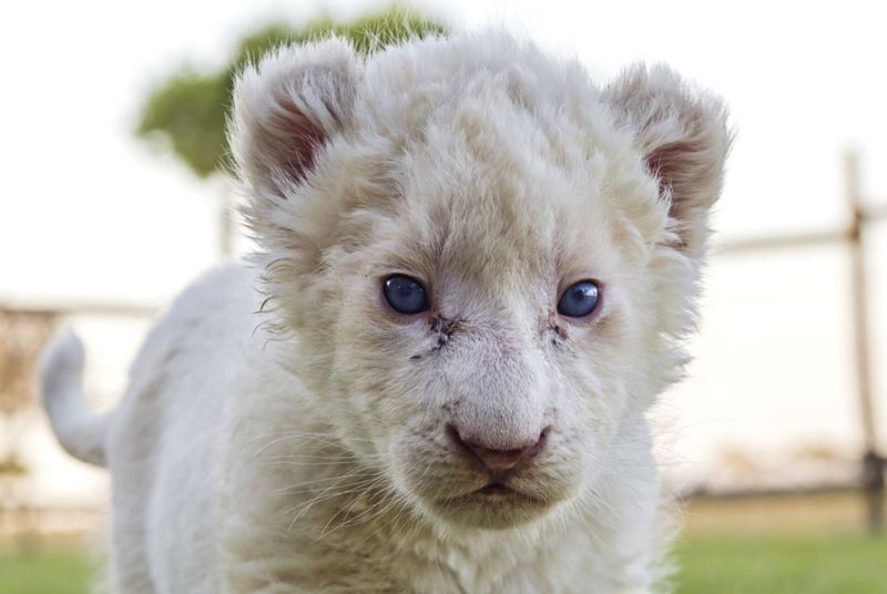 White Lion Cubs