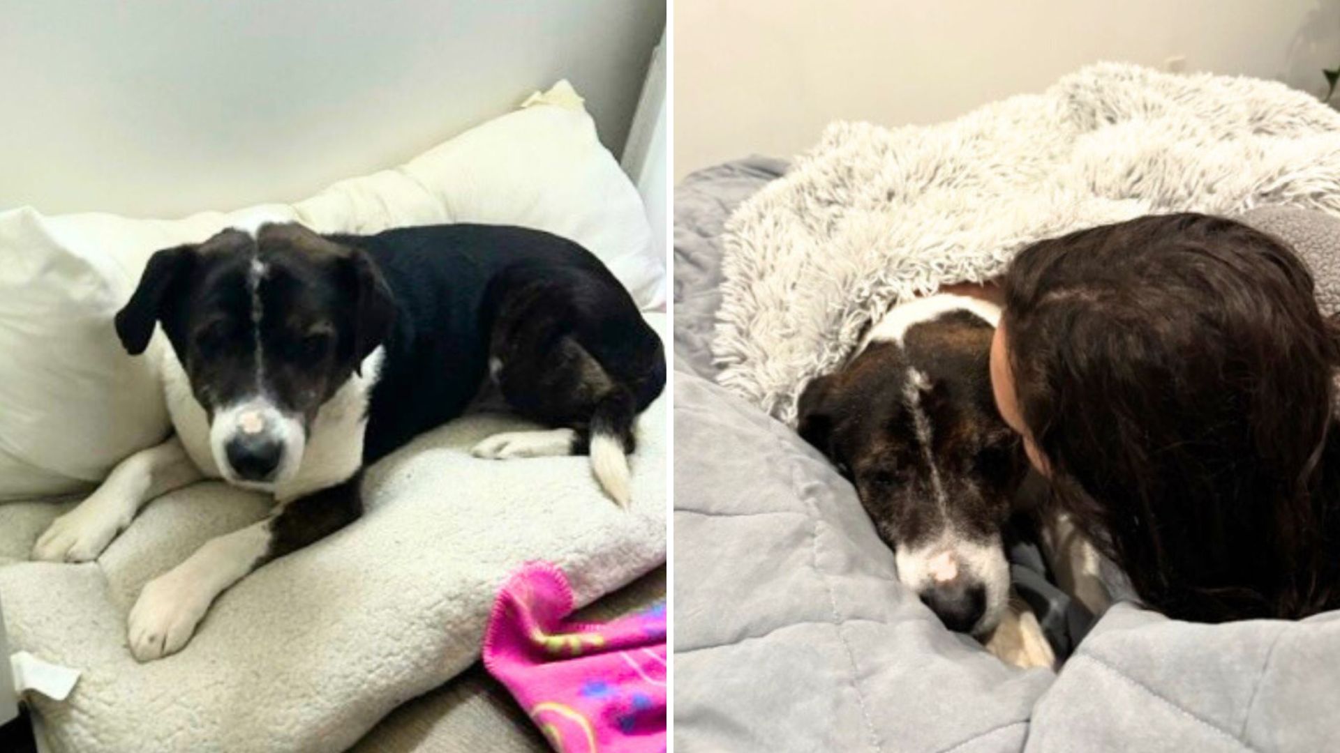 Deaf Senior Dog Sleeps Through Fire Evacuation And Ends Up Alone In An LA Shelter