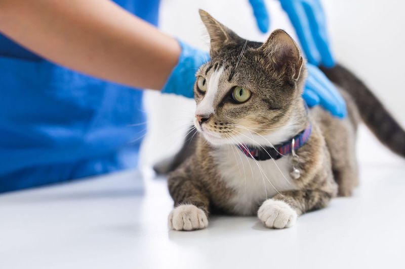 Indoor Cats Don't Need Vet Visits