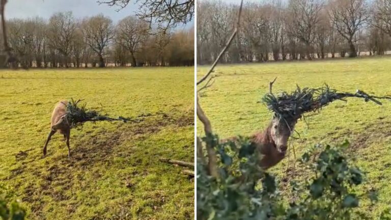 trapped deer