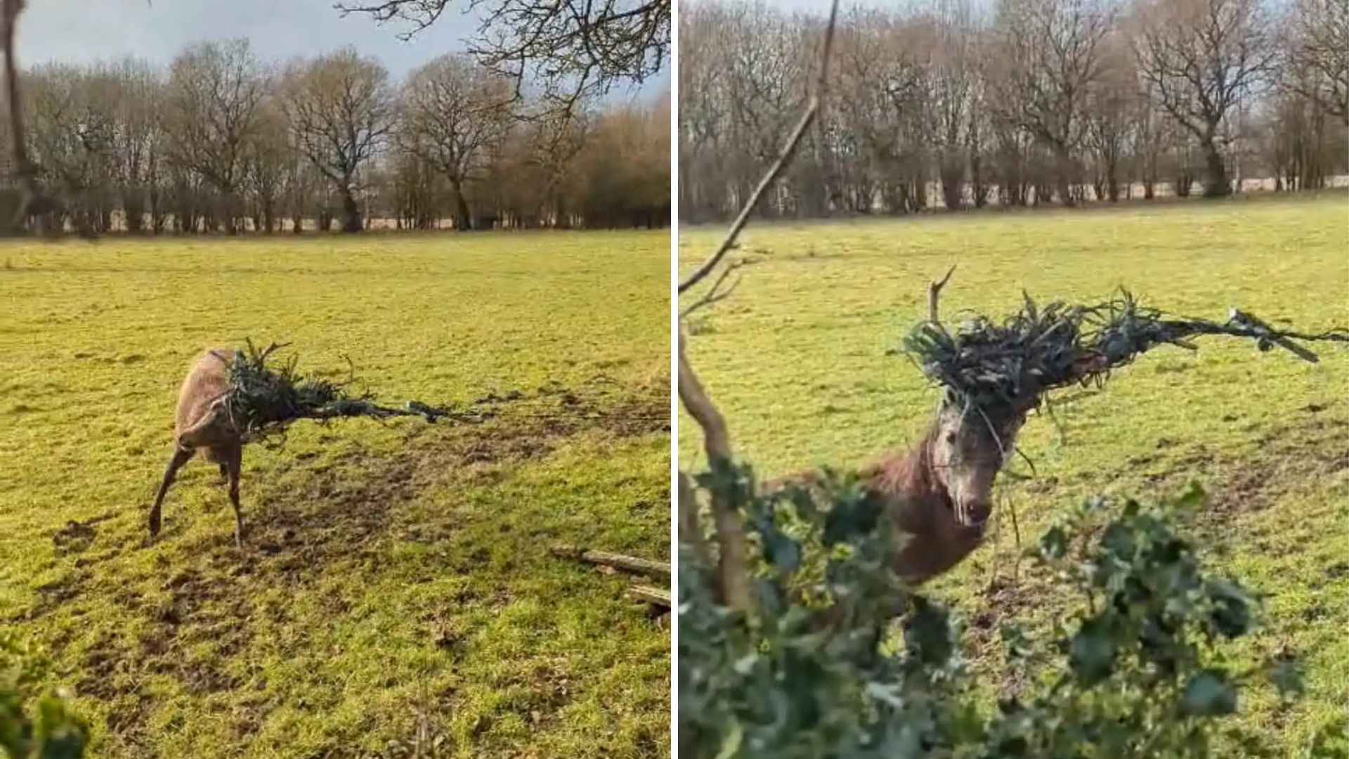 trapped deer