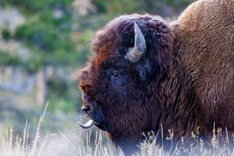 Buffalo: The Sacred Provider