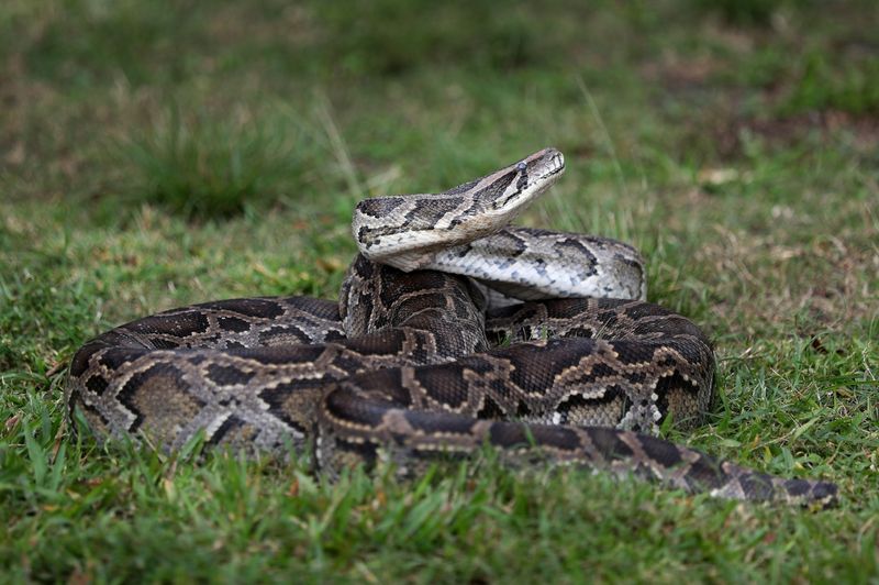 Florida – Burmese Python