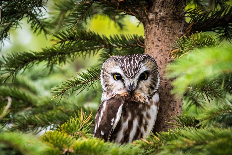 Northern Saw-Whet Owl