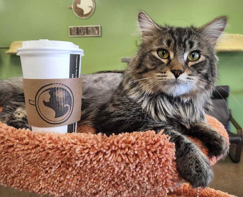Pet-Friendly Dining And Coffee Shops