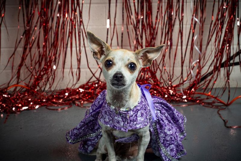 Pet Fashion Events