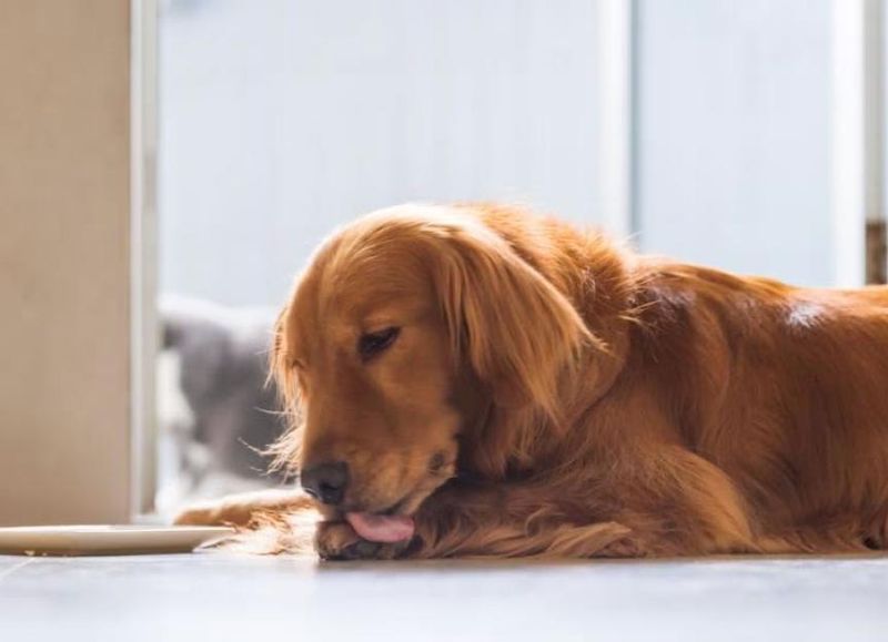 Excessive Licking Or Grooming